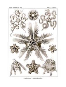 Ophiodea, 1899-1904 de German School